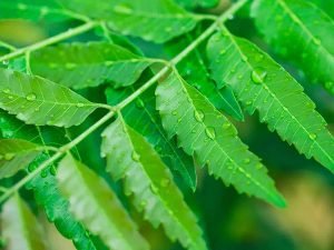 neem_leaves- Home Remedies for Dandruff