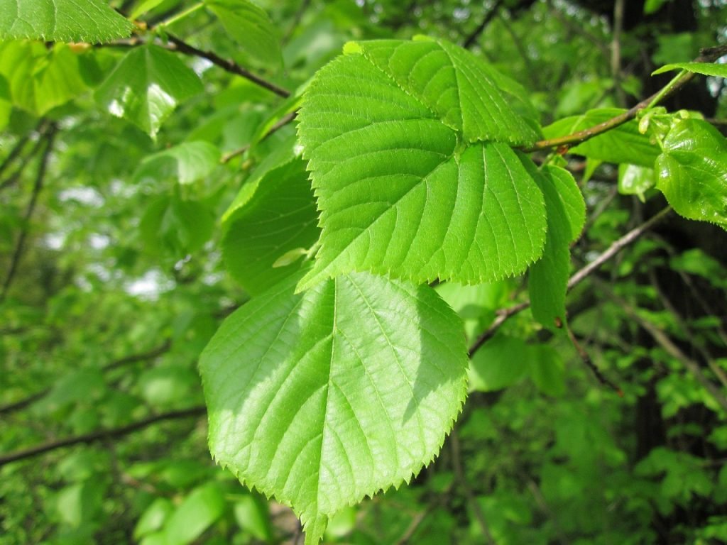 Slippery Elm has antitussive properties that are known for relieving cough