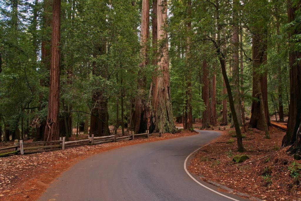 Redwood National Park in California is among the Best Places to visit in the USA